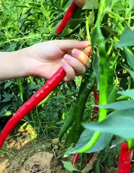 Hạt giống ớt dài hàn quốc