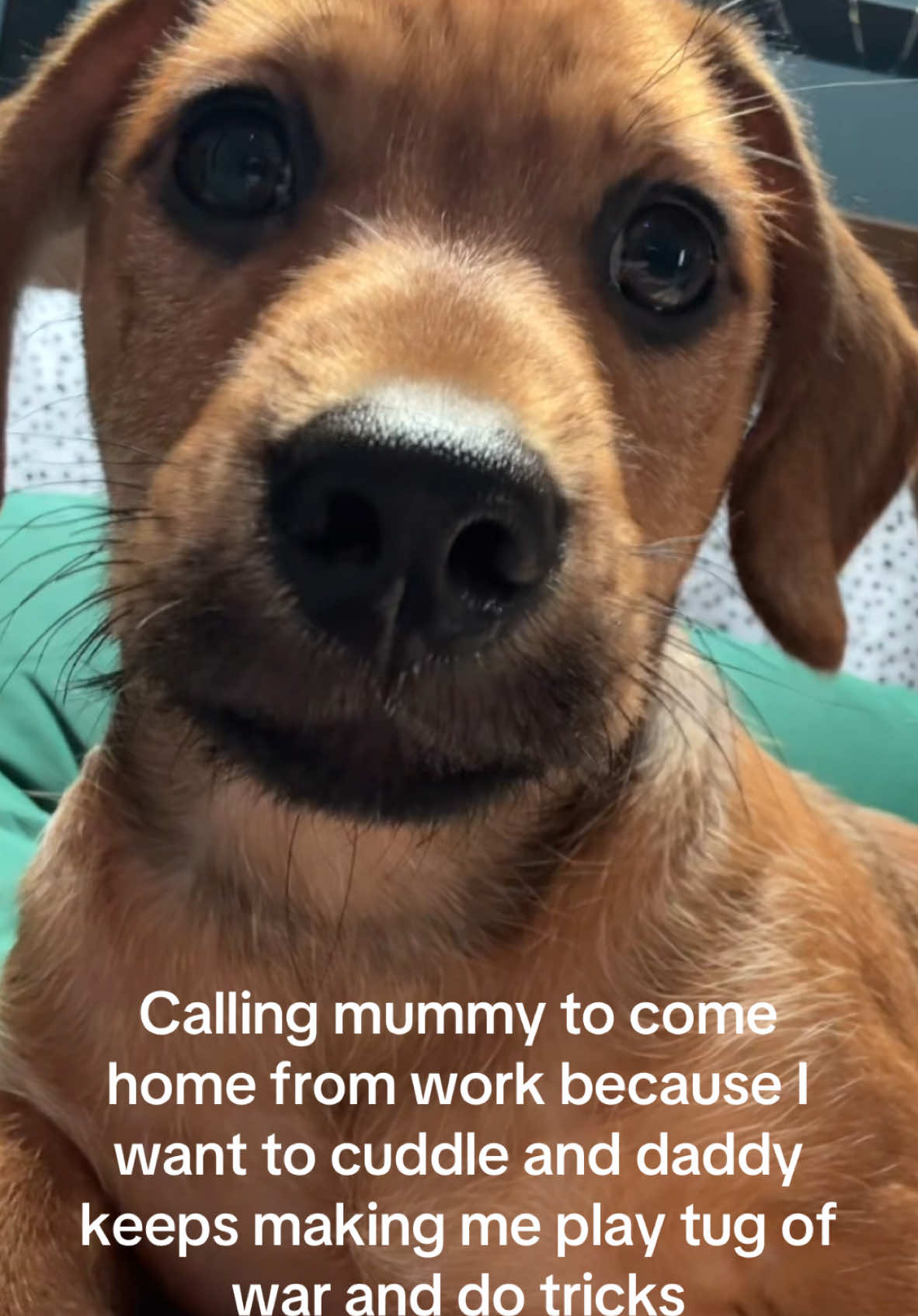 Baxter definitely has a favourite for playtime and a favourite for cuddle time 🐾