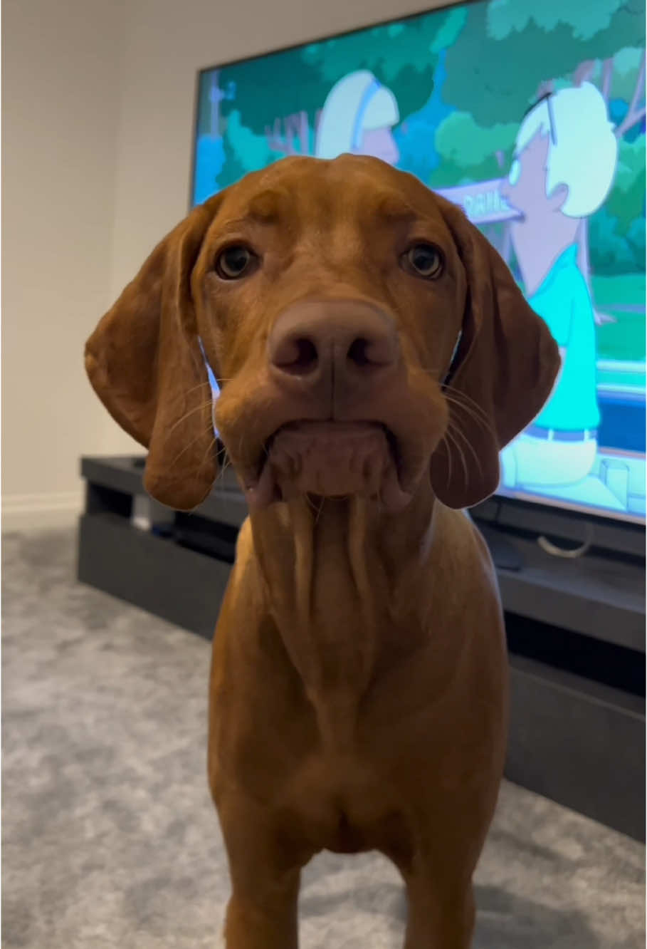 sometimes my lip gets stuck on my teefs  #dogsoftiktok #cutedog #funnydog 