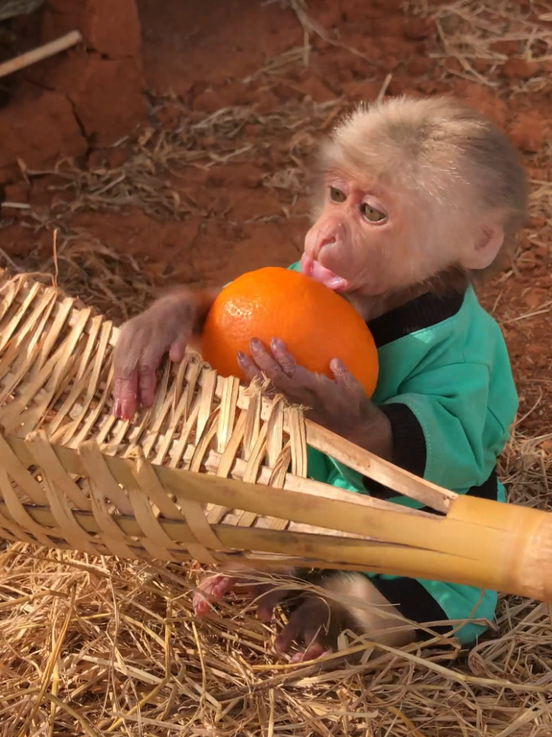 Monkey Bon so cute with fruit. #cuteanimals #monkeydluffy #usa_tiktok #monkeysoftiktok #babymonkey 