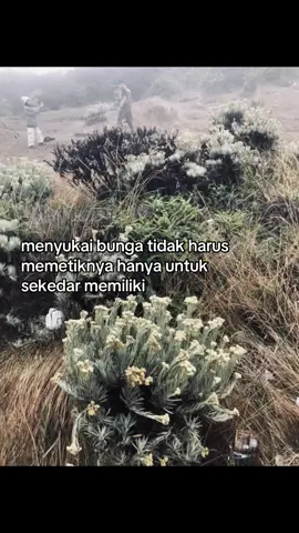 #fyp #edelweiss 
