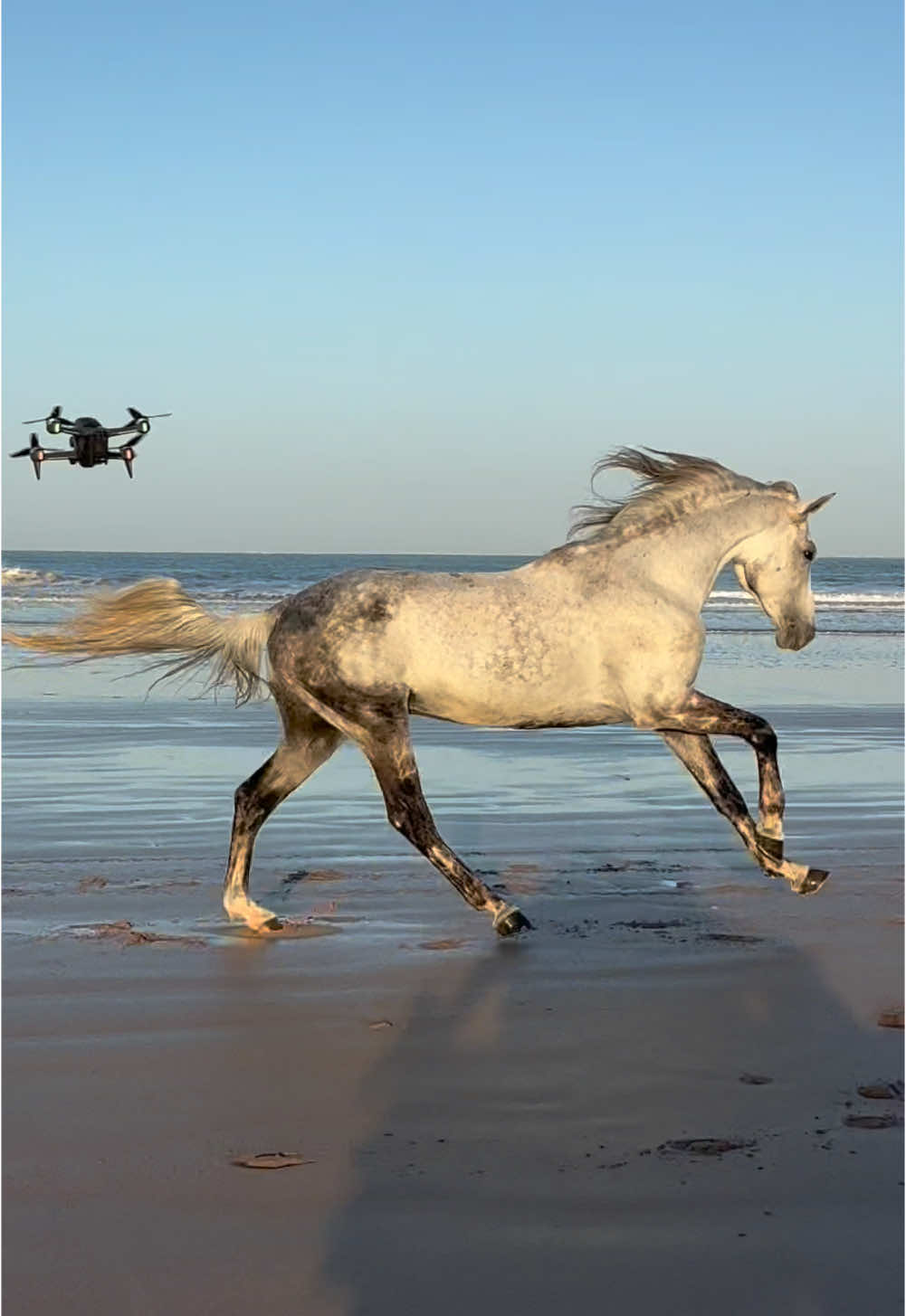 When we let the stallions running free ❤️ Who knows the name of the horses? 😎 👉🏼 We are a Travel Agency based in Essaouira (Morocco). Join us for an unforgettable horseride holidays. Ride the best horses in town, and meet the best team of riders.  . . . . . . #horses #horsesoftiktok #horse #horsetok #equestrian #fyp #cheval #fypage #viral #viralvideo #pferd #horsesontiktok #лошадь #horselove #essaouira #morocco #lovak #caballos #cavalli #horselove 