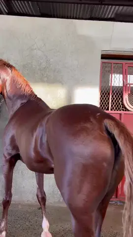 #اكسبلور #مشاءالله_تبارك_الله_ #خيل_وخياله🐎 #fyp #لاهووب🤍