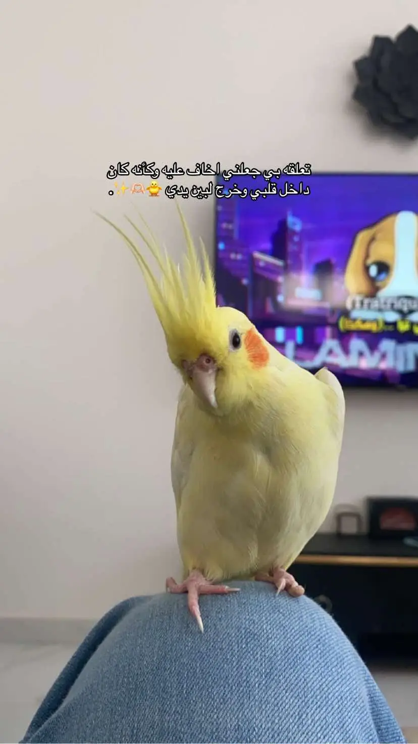 #اكسبلور #عشوايات #عصفورتي 