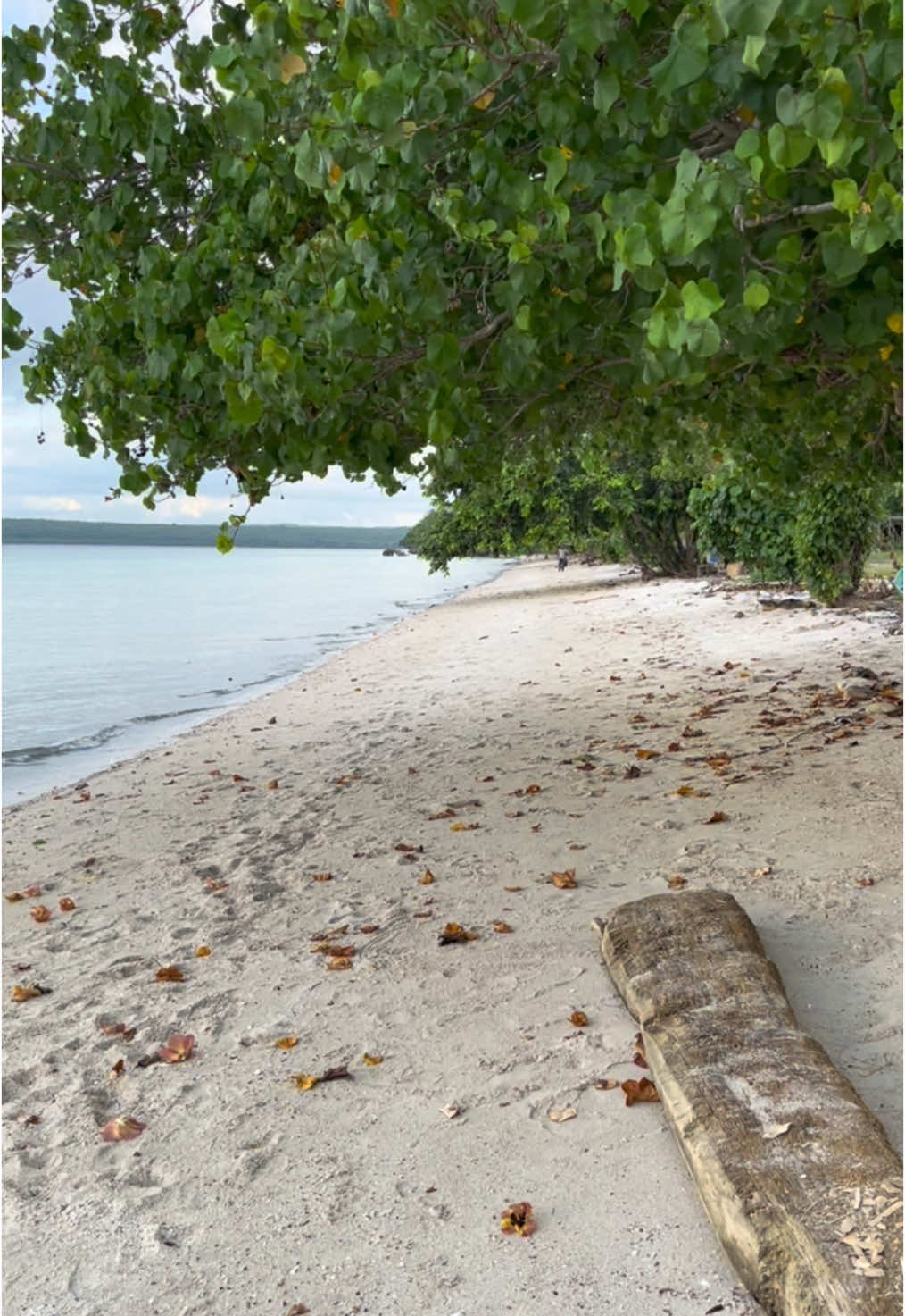 Pantainya keren sekali, suasananya adem banget 😊👍 #pantai #pantaivibes #beach #beachvibes #wisata #wisataindonesia #jalanjalan #viralvideo #videoviral #piknik #muna #laodemuslimin 