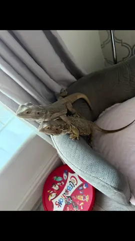 My baby’s have a free roam around the house #fyp #tiktok #foryou #follow #capcut #fortiktok #animals #beardeddragon #beardeddragonsoftiktok #beardeddragons #Love #loveintheair 