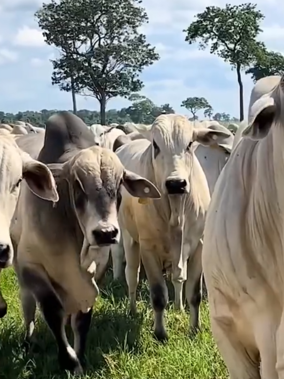 Mercado do Boi !  #curiosidade #pecuariabrasil🇧🇷🐂🐂🐂🐂 #nelore #vaca #boi #mercado #boi #nelore #pecuariabrasil🇧🇷🐂🐂🐂🐂 #agropecuaria #pecuaria #mercado #fazenda #agro 