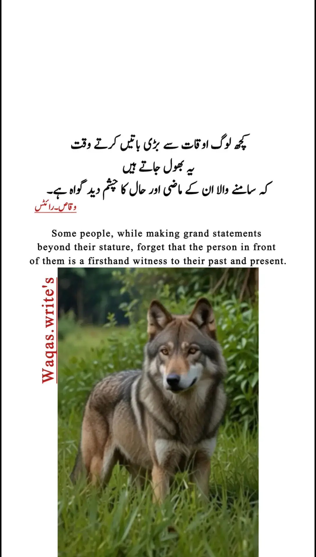 mazi aur haal ka chasham deed gawah #tiktokpakistan #followersproblem #followersproblem #ghaddar #tiktok_india #grow #moreviews #morefollower #loserschallenge #views #growmyaccount #creatorsearchinsight #wolfdogsoftiktok #needviews #2025 #wolf #darkmotivate #viewsproblem #wolfoo #putinforyourpage #on4t @The Wolf of Wall Street @TiktokPakistanOfficial @Aiman 💯👑 