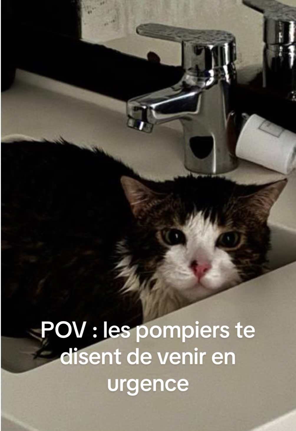 Bonne année😃 Tout ça à cause d’une colonne d’eau qui a explosé… (le chat est un paid actor)