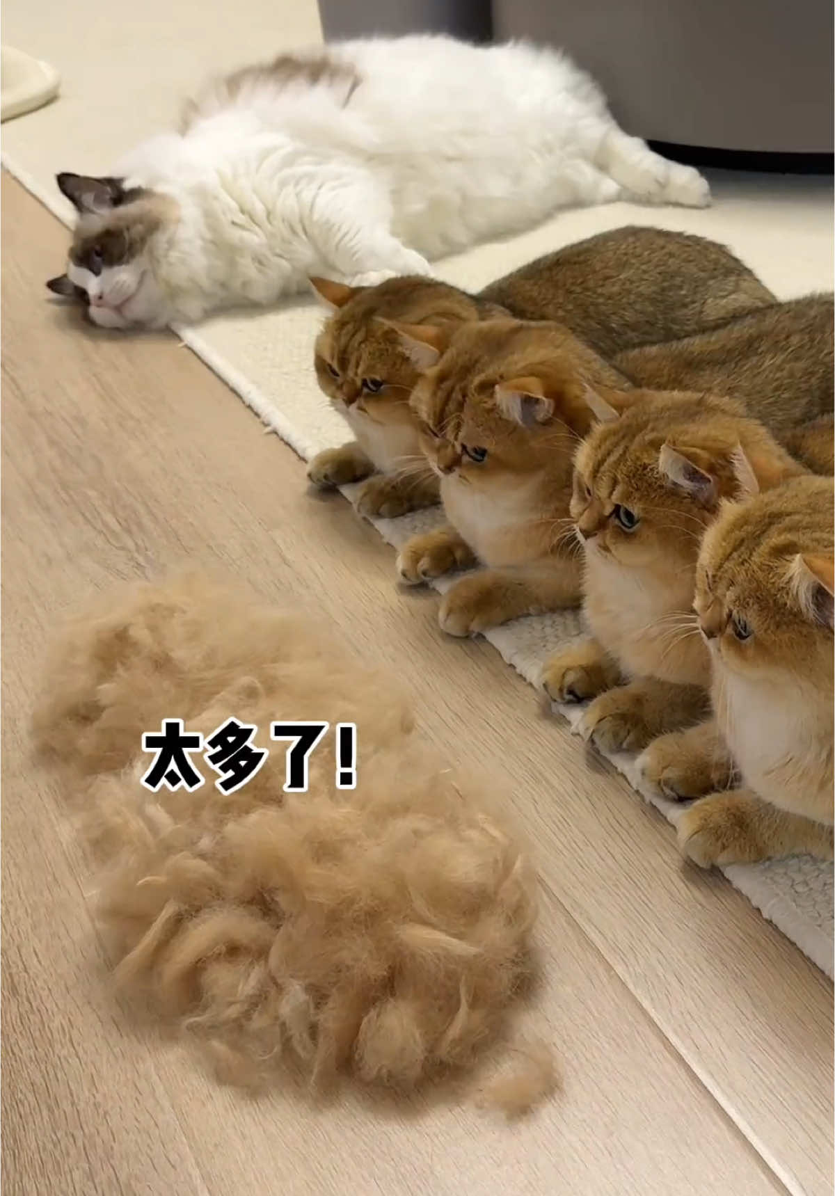 大家看看给猫咪做的衣服好看吗#治愈猫咪 #上热门 