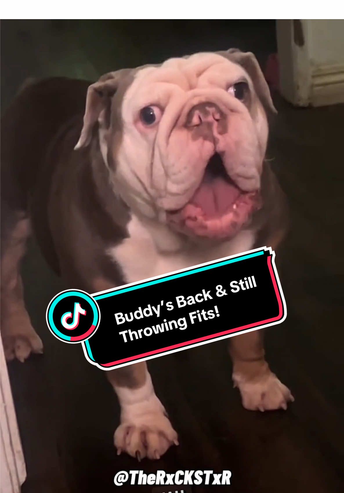 Buddy’s Back & Still Throwing a Fit! 😂 RxCKSTxR Comedy Voiceover with FanFam @Buddy Oso Go Follow Buddy Today 🫶🏾 #rxckstxr #fy #foryoupage #talkingdog #funnypetvideos #PetsOfTikTok