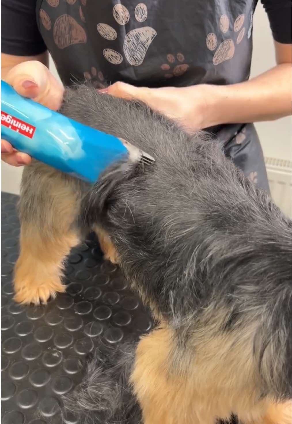 Good girl Shelby 💖 #yorkie #doggrooming #fyp 