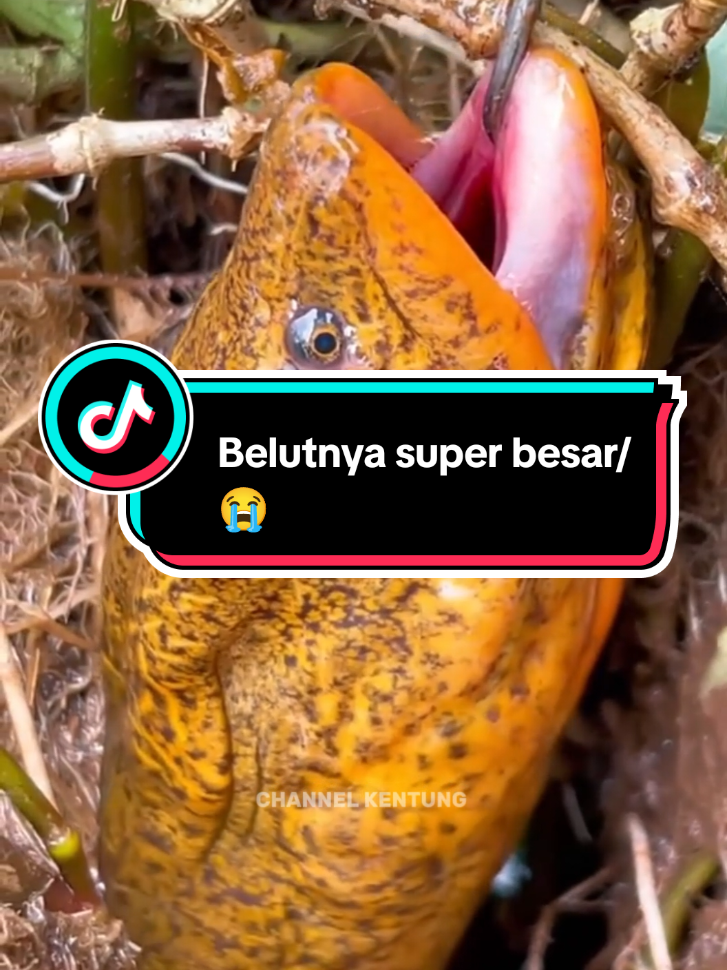 Menemukan Lubang Belut di pinggir sungai di bawah akar akar 😱#mancingbelut #fyp #belutmonster #mancingbelutsawah #trending #viral #belut #mancingbelutmonster 