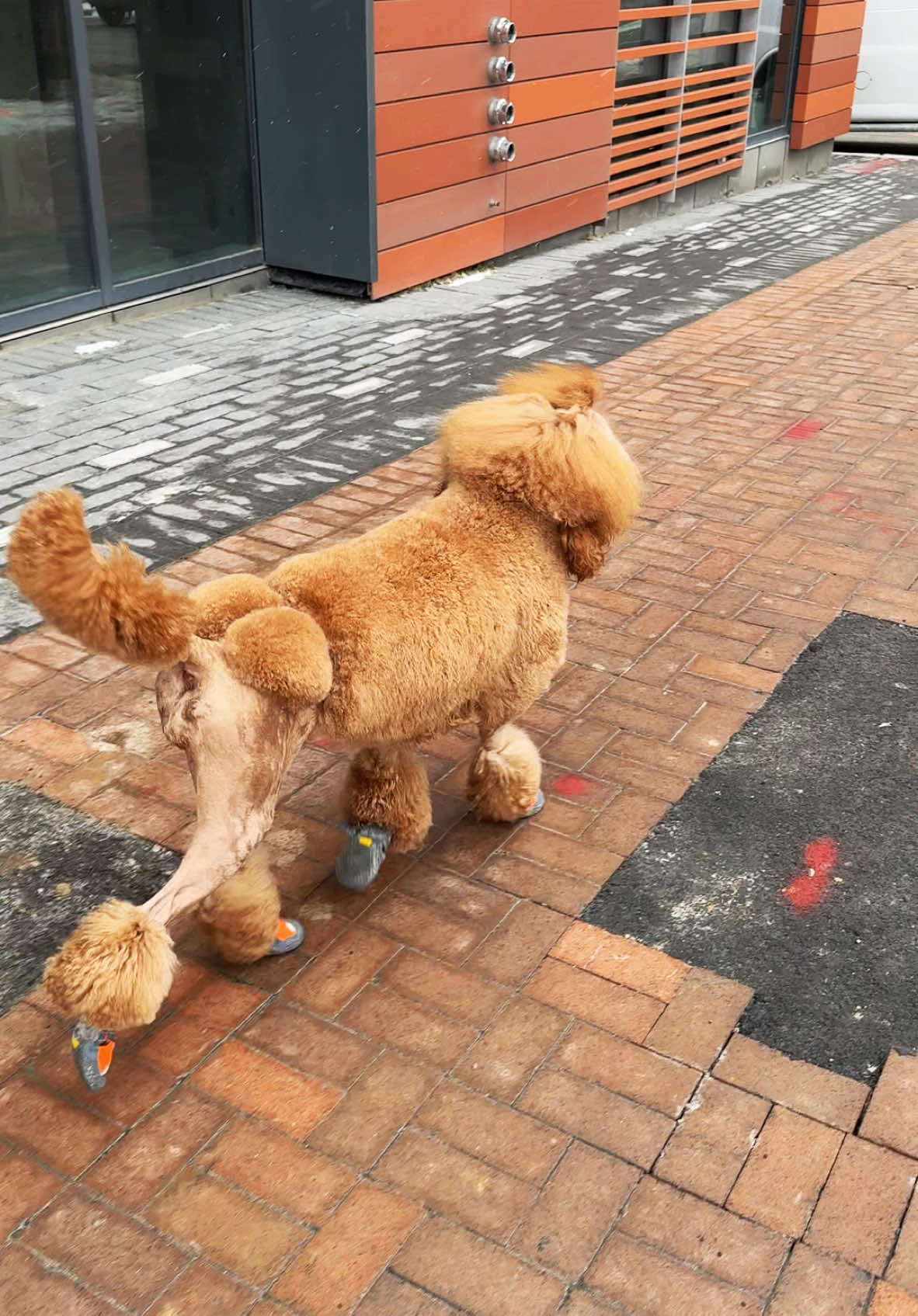 Naomi’s agenda: prance to Starbucks for a pup cup, then Pilates to stay fabulous. She’s living her best poodle life, one paw-step at a time! #poodle #poodlelove #starbucks #pilates #strut #diva #model #dmv #fyp #foryou #viral 