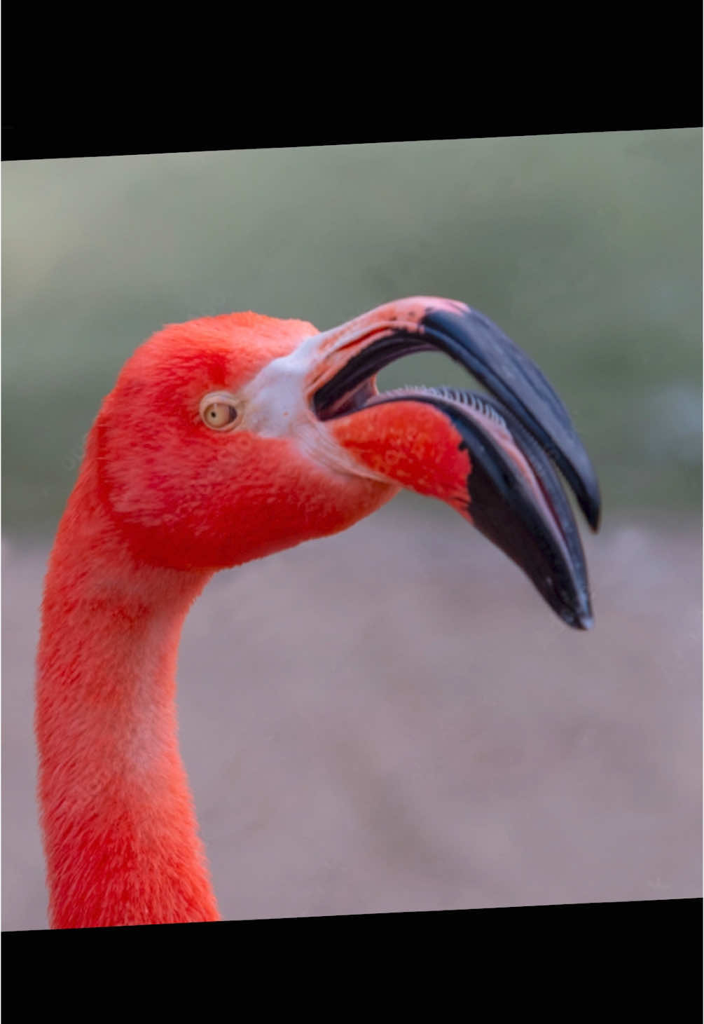 #aruba #flamingos #nightmarefuel #Vacation #Doofenshmirtz #PHINEASANDFERB #Disney