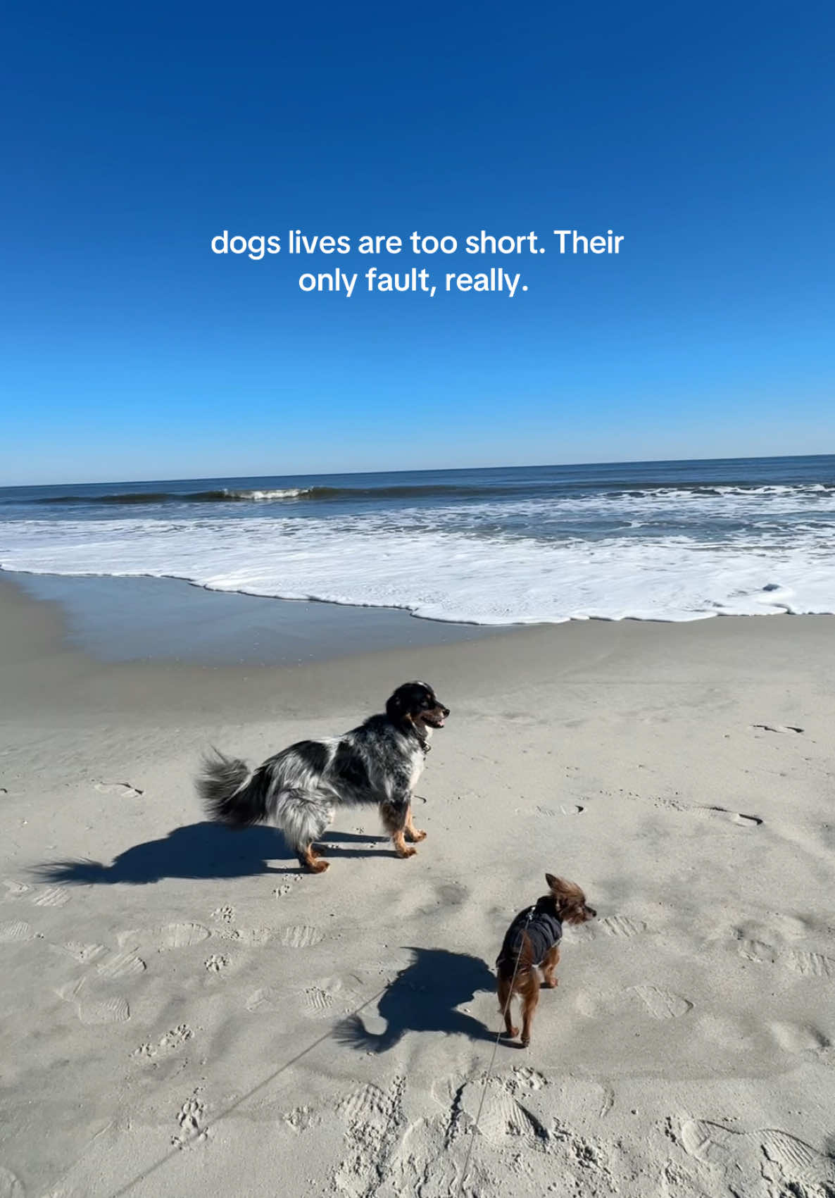 dogs lives are too short. Their only fault, really