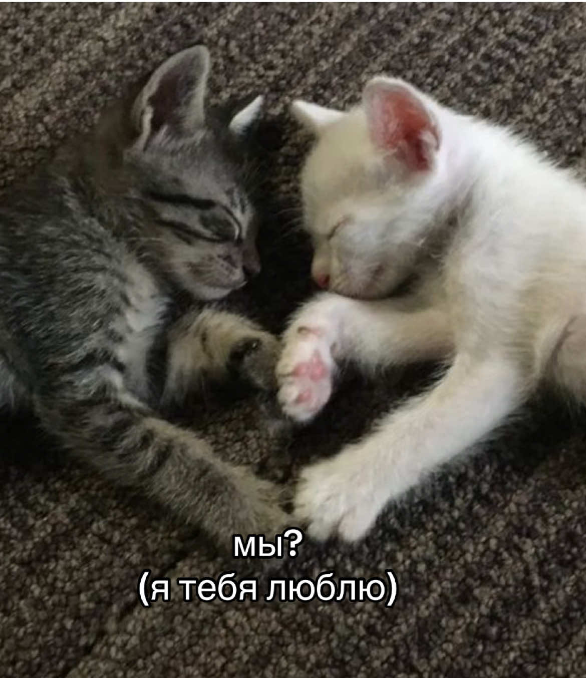 #котики #мы? #fyp #рек 