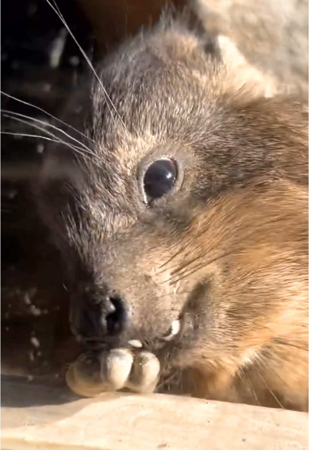 Strange little animal chewing on his paws, giving himself a little manicure, a little grooming  Hyrax filmed at 神戸どうぶつ王国 Kobe Animal Kingdom, where he’s one of the more friendly Rock Cape Hyraxes to see.  #hyrax #capehyrax #rockhyrax #dassie #animal #wildlife #biting #chewing #interesting #likeus 