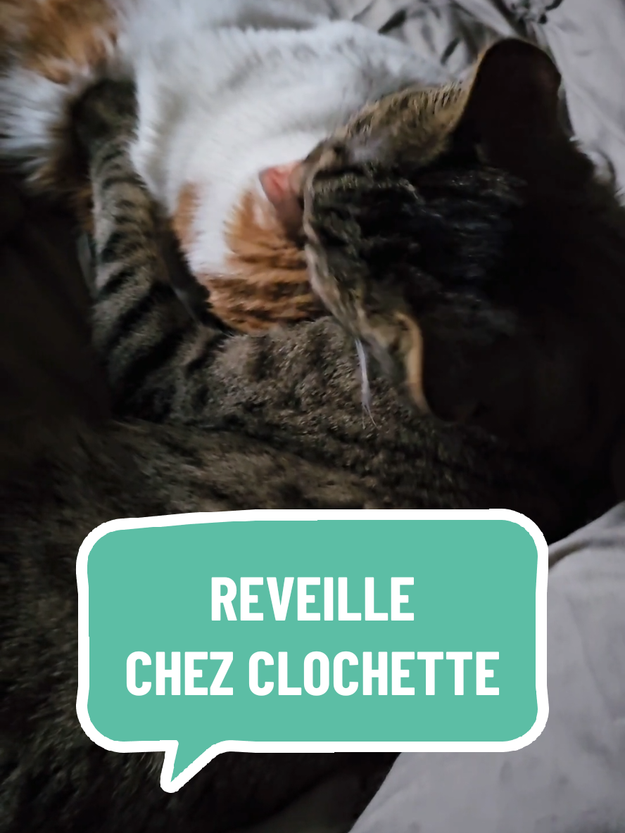 REVEILLE CHEZ CLOCHETTE #clochetteandcie #chat #chatcalin #chatmignon #famillenombreuse 