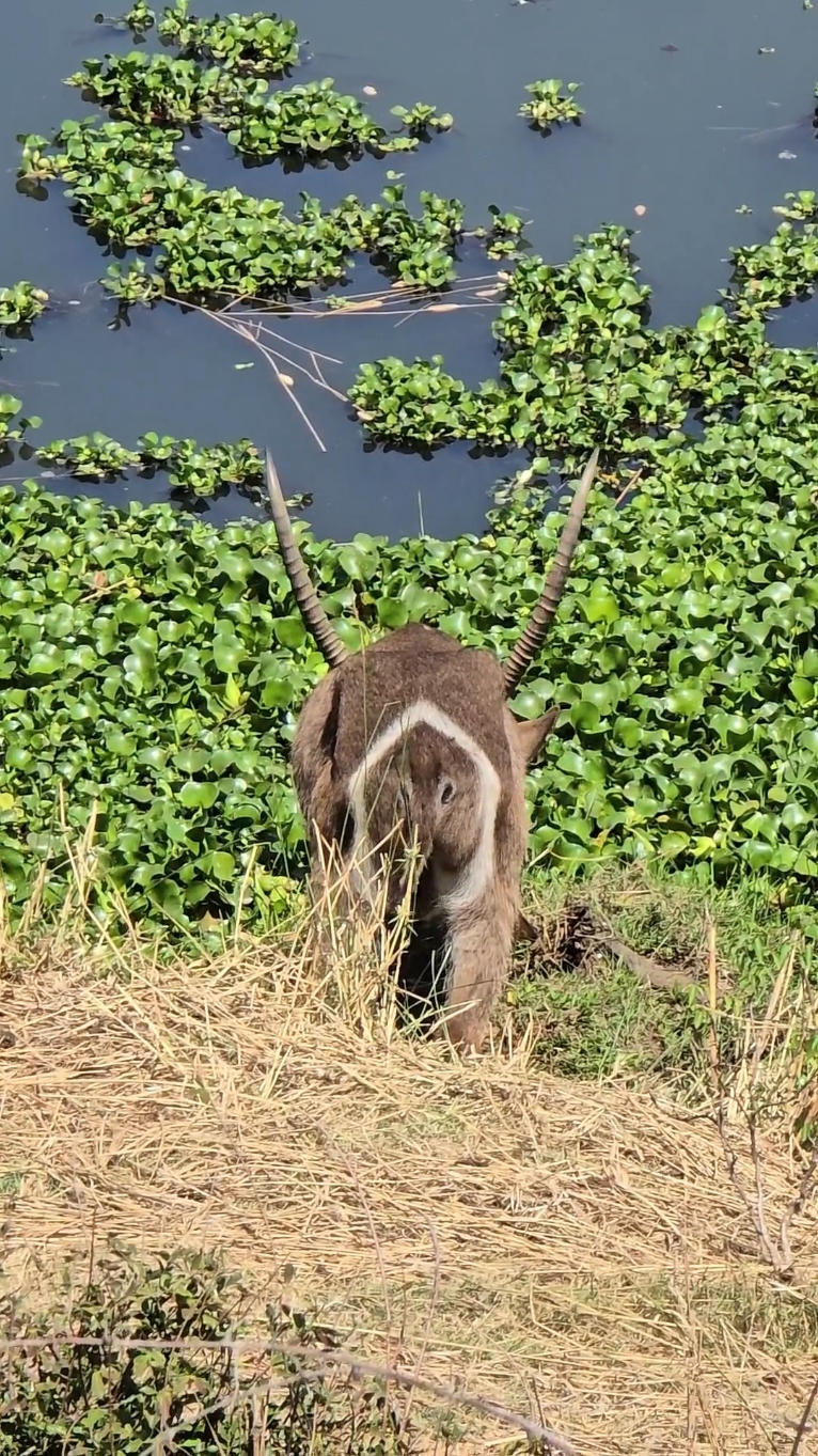 Join us on this exciting short from KPS Safaris and Tours as we spot a majestic waterbuck bull grazing peacefully on the edge of the Letaba River in Kruger National Park! With its distinctive white ring encircling its rump and ridged horns, the waterbuck is a stunning example of Africa's wildlife. #waterbuck #wildanimals #safari #safaricom #safariafrica #safariexperience #safariphotography #nature #shortfilm #photography #krugerwildlife #krugersightings #krugerpark #krugernationalpark #krugerparksafari #sighting #gamedrive #africa #wildafrica 