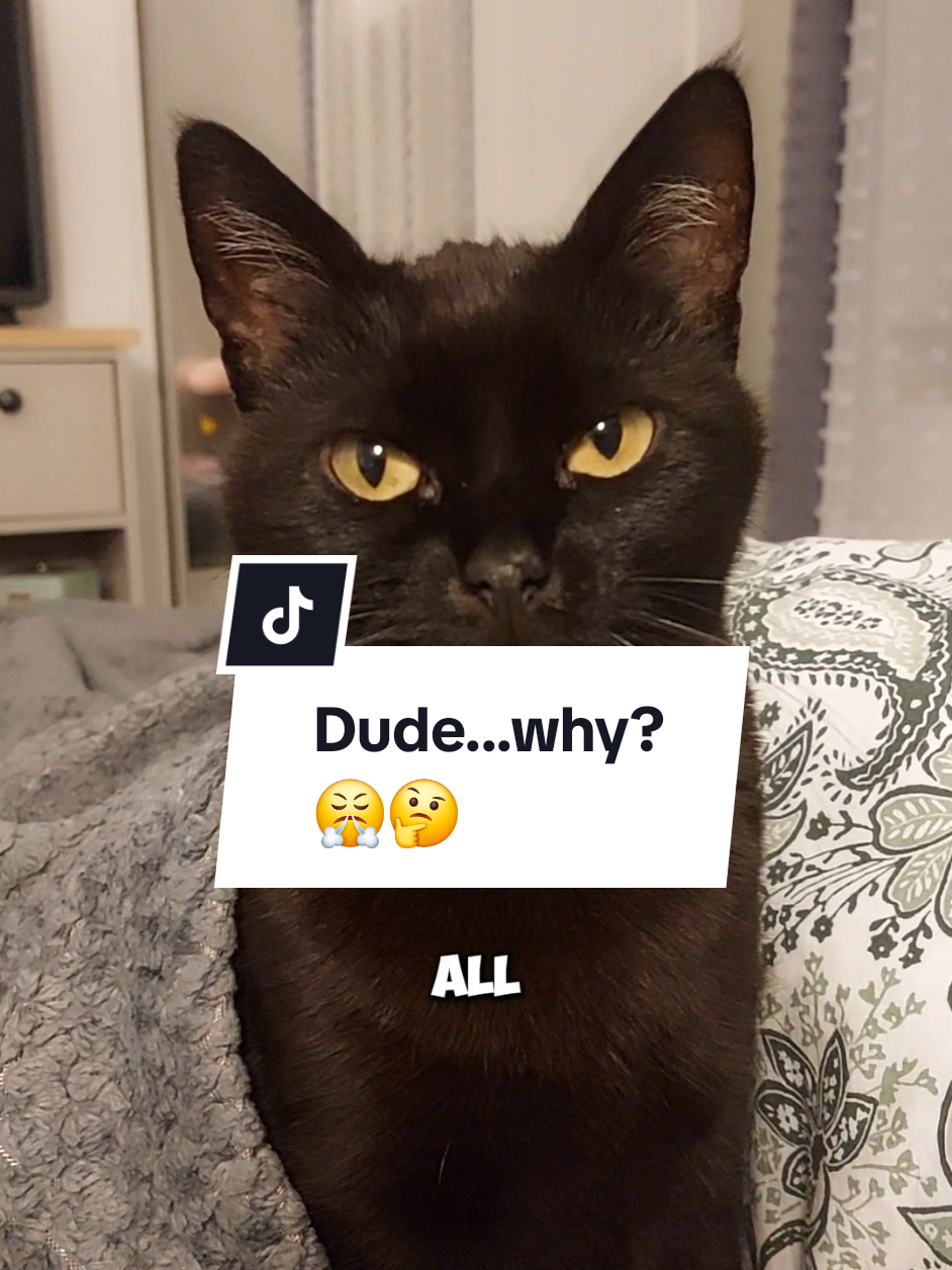 My brain hurts...😤 #funnycats #catsoftiktok #funnyvideos #catmemes #Meme #kittytheduchess  Ft. @Poppy The House Kitty 💕 