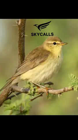 Willow Warbler song & call👆🏻🔥 #phylloscopustrochilus #willowwarbler #نقشارةالصفصاف #فستك #دخل #تيان #عصفورتين #عصفوردخل #blackcap #cyprustiktok #cyprus #hunting #hunter #soundbird #birdsoftiktok #virall 