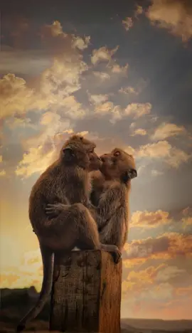 Un Baiser de Singe au Crépuscule 🐒💕 - Wild Love: Animated Wallpapers of Animal Couples Watch these adorable monkeys share a sunset kiss - Nature's romantic wallpaper for your Valentine's mood #wildlove #animallove #valentinesday2025  #SaintValentin #natureaesthetic #animatedwallpaper  #livewallpaper  #romanticmood  #aianimation  🎵Georges Brassens - Les amoureux des banc publiques
