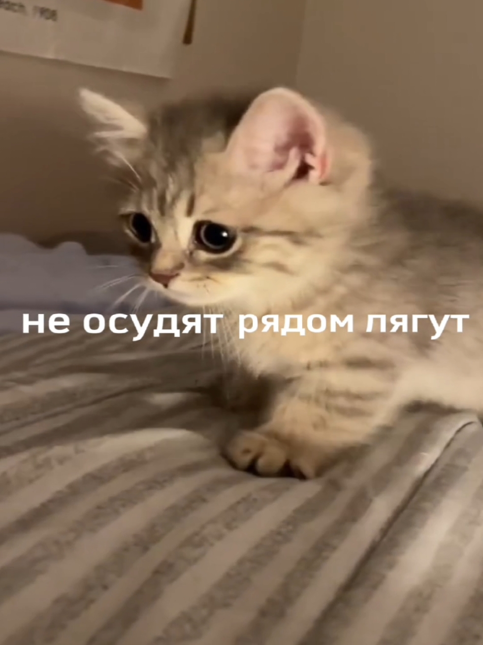 котики