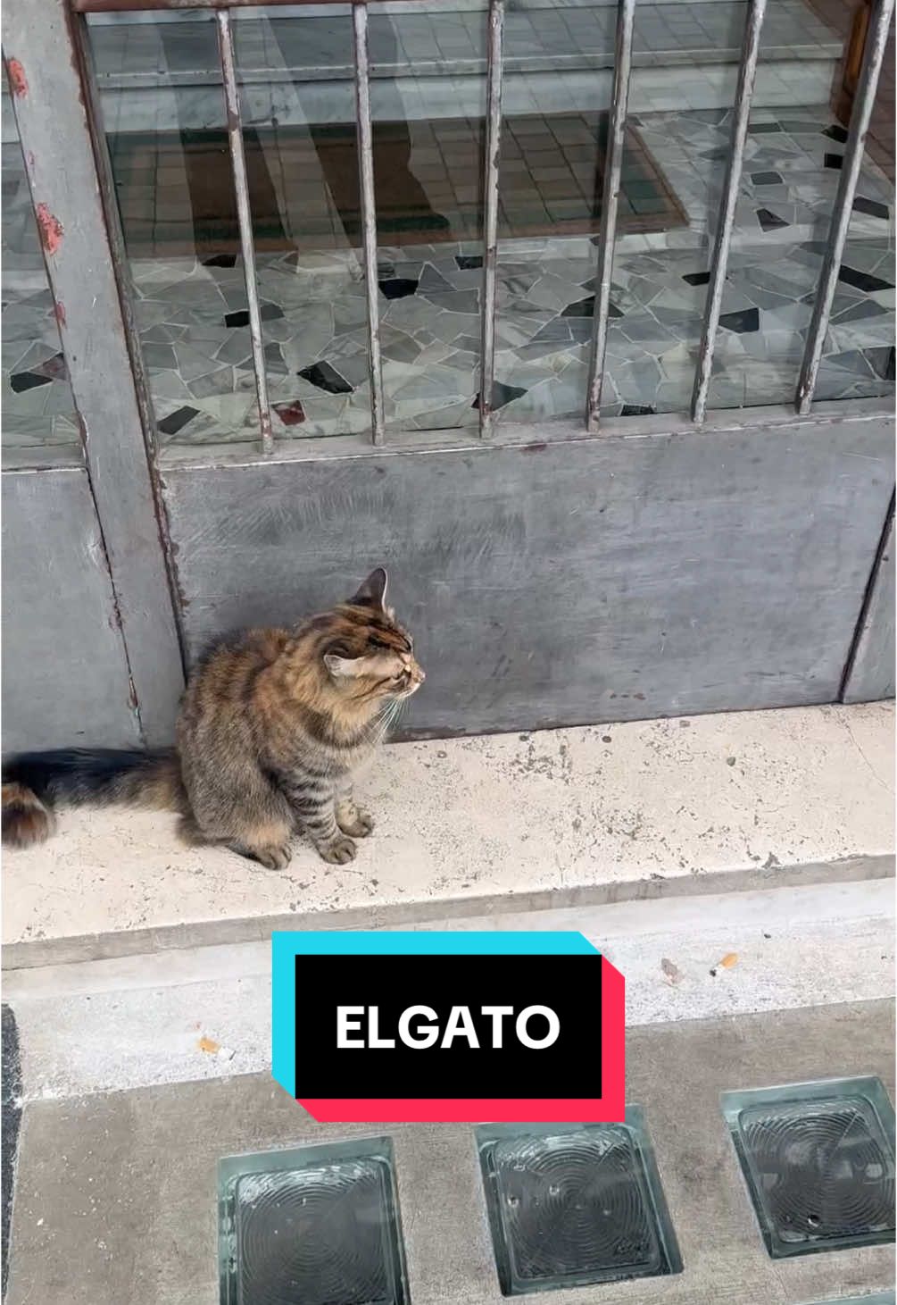 ELGATO #perte #perteeee #elgato #gatto #gaton 