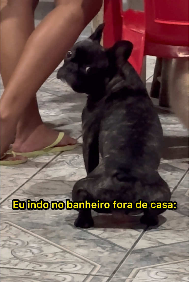 Um cachorro feliz feliz feliz #cachorrofeliz #cachorro #buldoguefrances #dog #pets #viral_video 