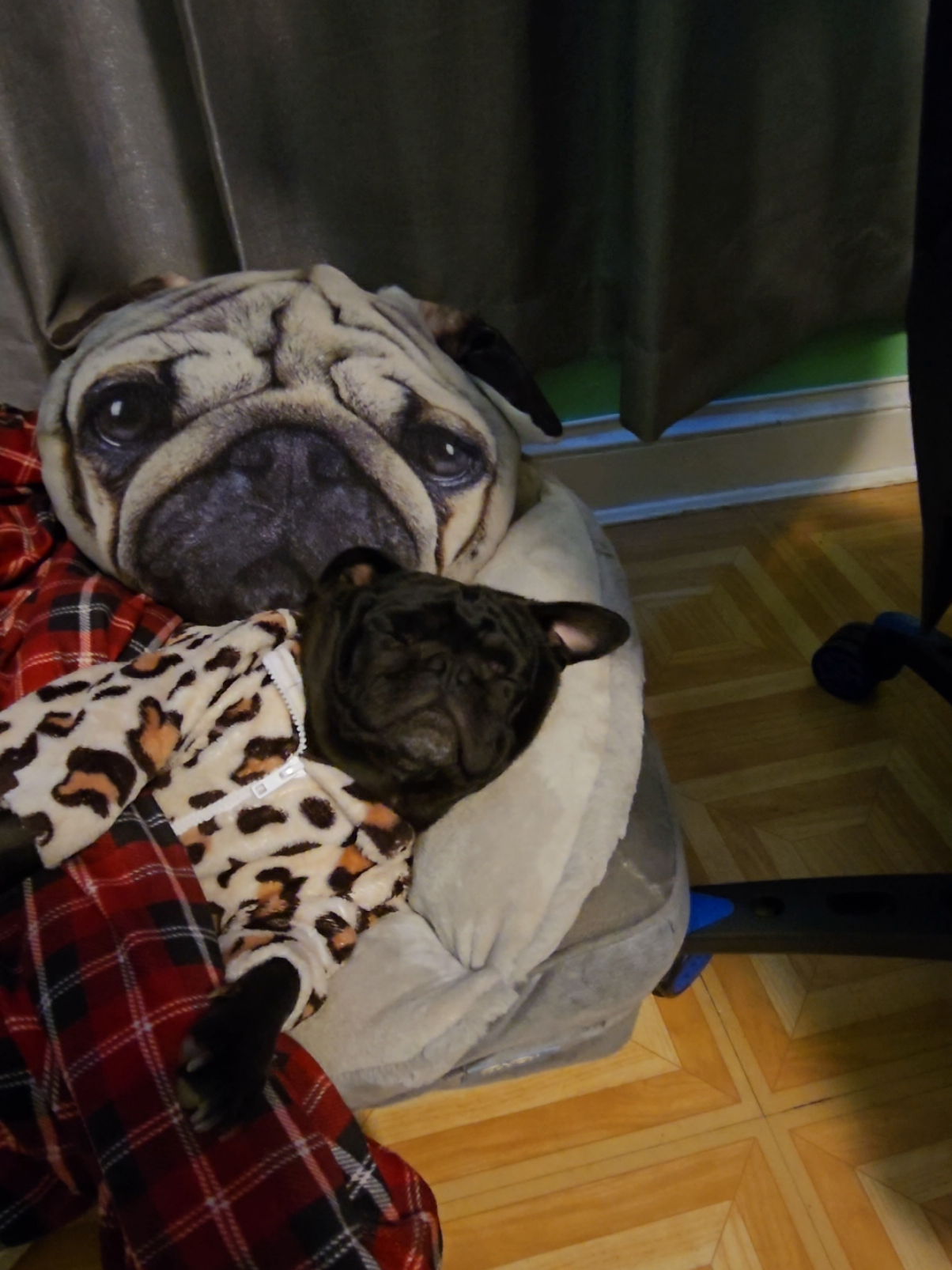 El milaneso despues de una larga jornada laboral de no hacer nada #parati #funnydogs #pug #mascotastiktok 