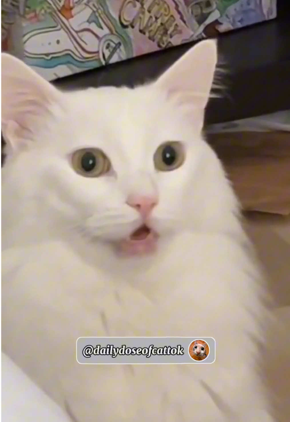 Watch till the end 🤣 I got some funny cat videos for you 😁 #cat #cats #funnycats #foryou #catcore #kitty 