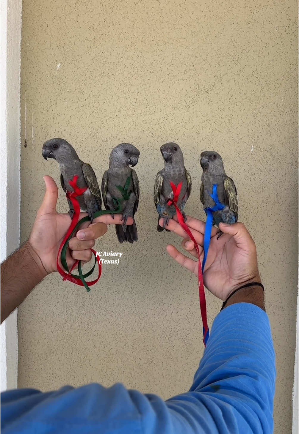 A few adorable Rüppell’s parrot babies to brighten up your day! 😍🥰  • • • #ruppellsparrot #poicephalus #poicephalusrueppellii #aviatorharness #birdharness #birdtraining #freeflighttraining #birdtricks #parrots #PetsOfTikTok 