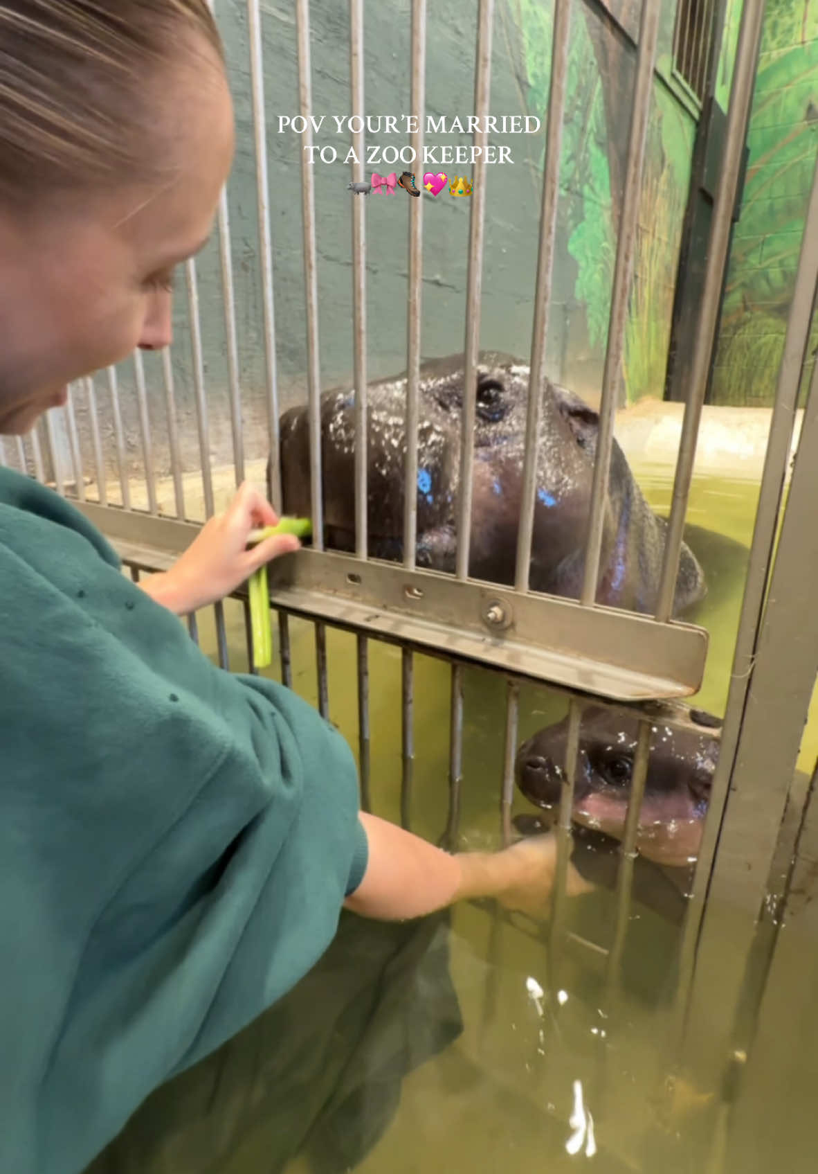 Princess Poppy stealing our hearts 💕🦛 Loving all the awareness & love for this endangered species!  #metrorichmondzoo #poppy #pygmyhippo #zooconservation #zookeeper #zookeeperlife 