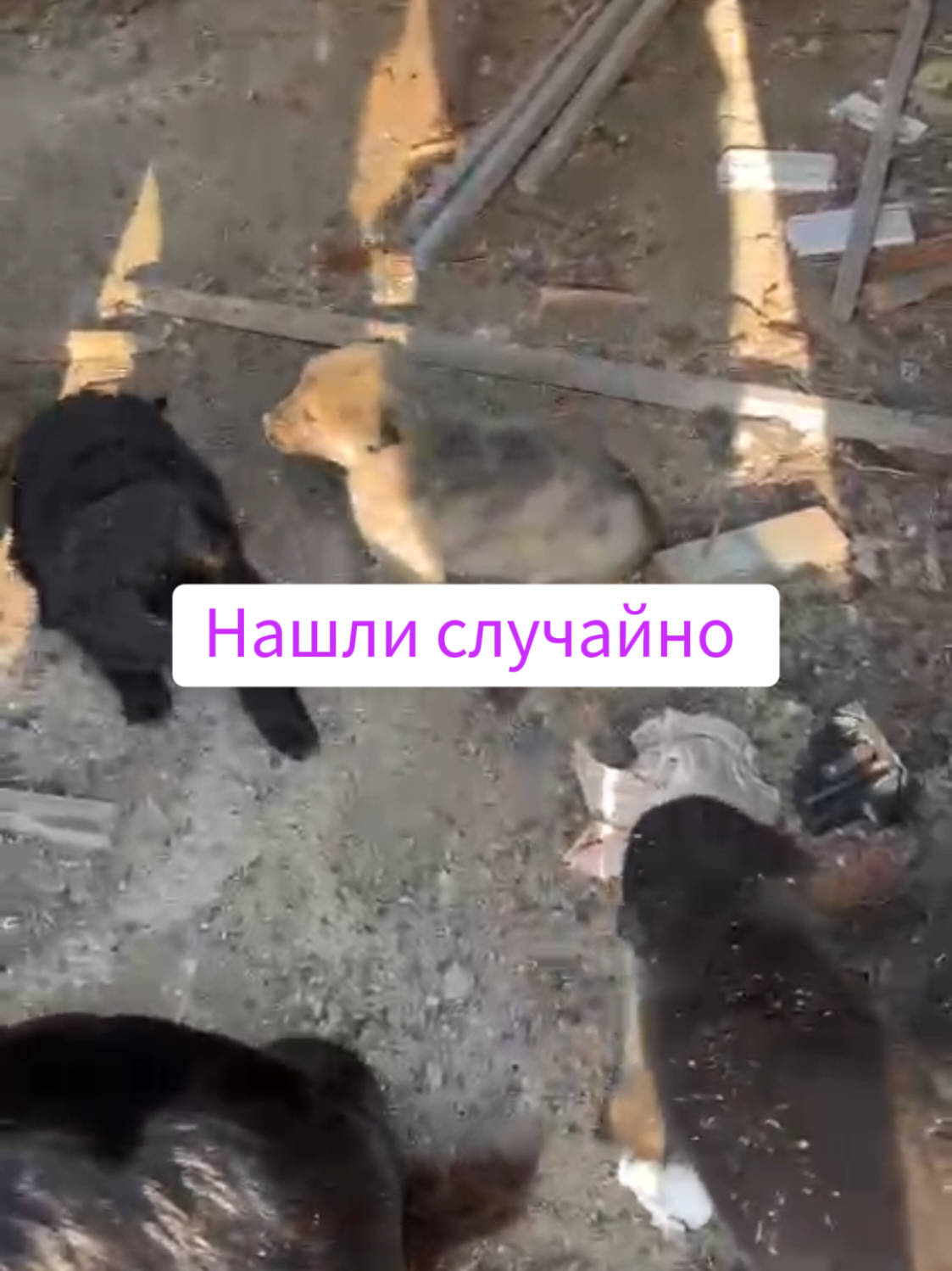 Щенки ищут дом 🏡🐶. г. Семей, ищем дом вместе 🙏. Не место таким красивым бутузикам в заброшенном месте.  #щенкинадачах #бездомныещенки #щеноквдом #щеноксемей #щенокдевочка #щенокмальчик 