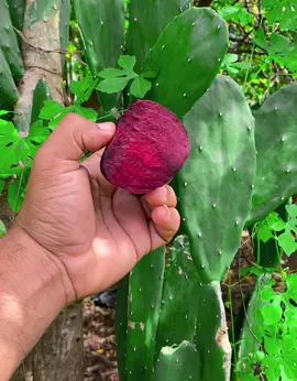 NOPAL CON REMOLACHA