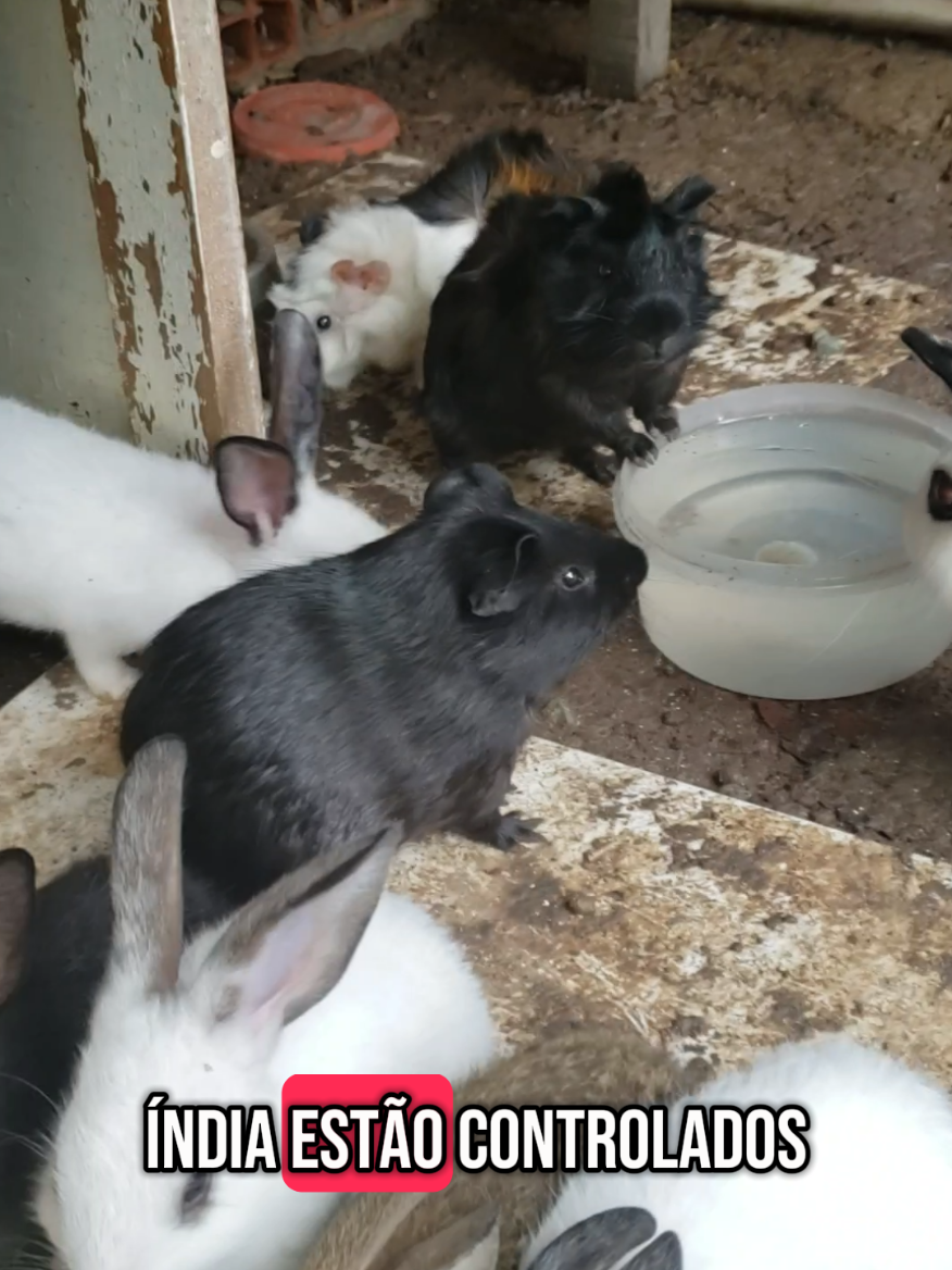 Mais um dia de rotina de cuidados com meus pets lindos