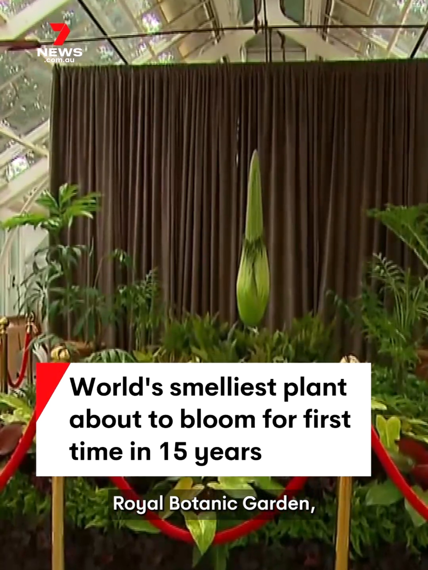 The world's smelliest plant, a corpse flower nicknamed Putricia, is about to bloom at Sydney's Royal Botanic Garden. #flower #flowers #corpseflower #stink #stinky #smell #smelly #plant #plants #botany #garden #gardening #botanic #botanicgarden #botanicgardens #royalbotanicgarden #royalbotanicgardens #sydney #7NEWS