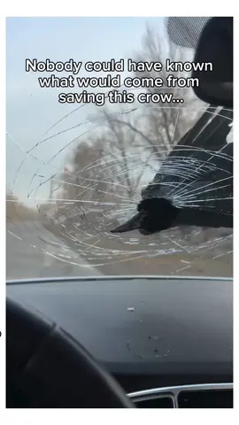 What would you do? #wholesome #animalsoftiktok 
