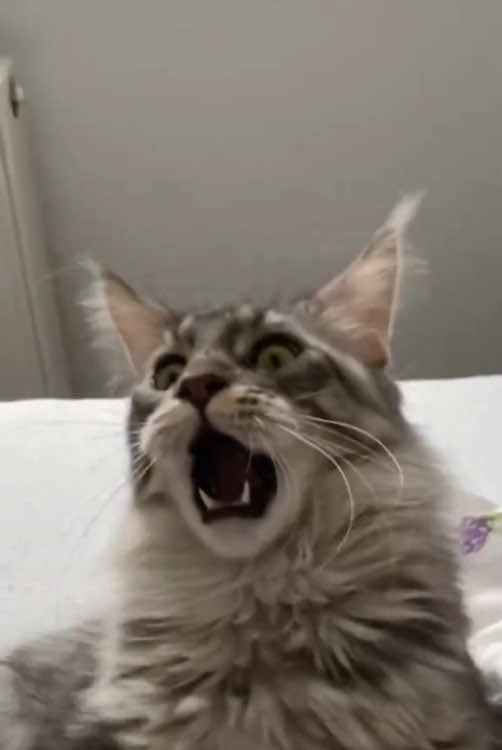 Funny and cute cat#funnytiktok #cat #cute #fyp #foru 