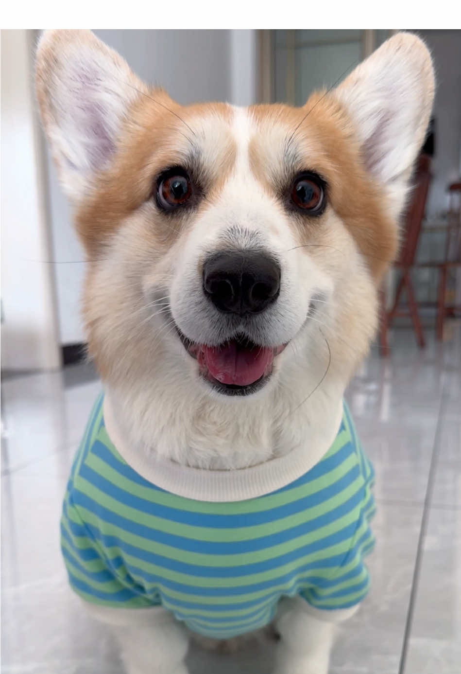 #corgi #dog #mypet 