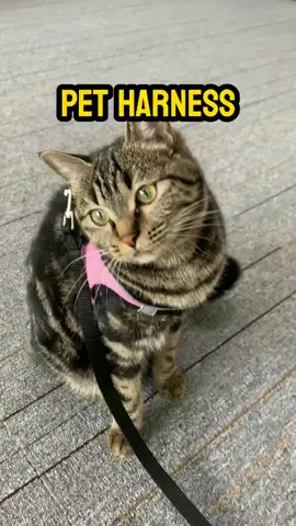 Trying a new harness 💕💕#pet #harnesstraining #cats #catlover #cattok #pet #cat #catsoftiktok #kittensoftiktok #leashtraining #cattraining #catonaleash #walkingmycat #TikTokShop #dealsforyoudays 