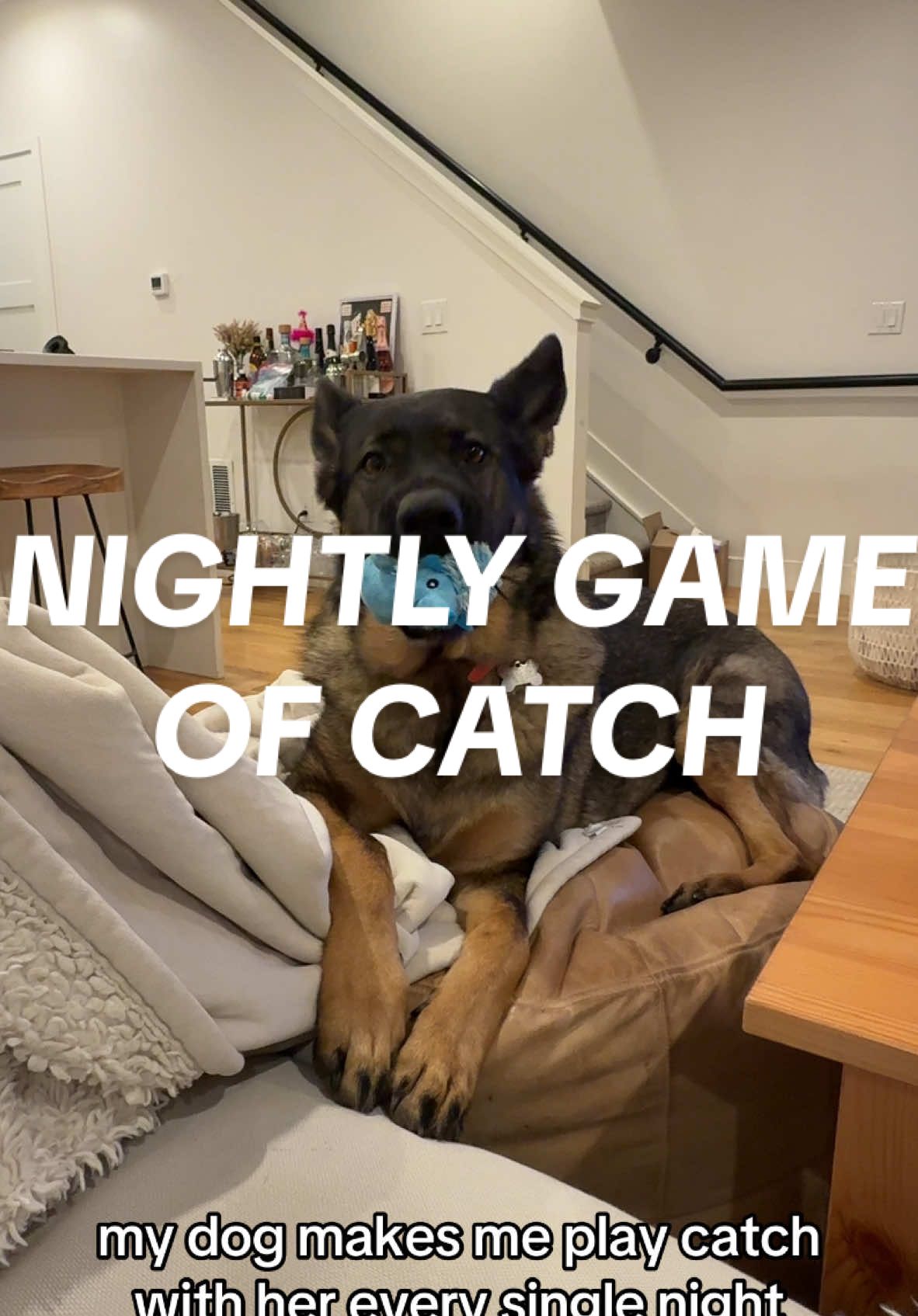 she only accepts perfect throws too  #germanshepherd #gsdoftiktok #gsd #dogsoftiktok #funnydogs #dogsounds #doggames 