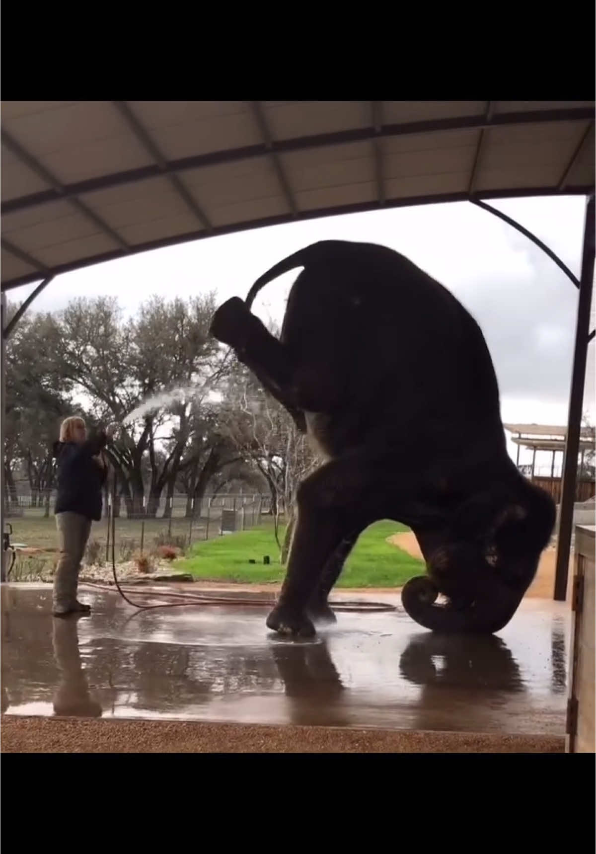 Elephant doing a handstand #elephant #handstand #amazing #wash #foryou #fyp 