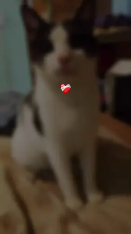 Te Amo mi niño Blueberry😊🐱♥️✨
