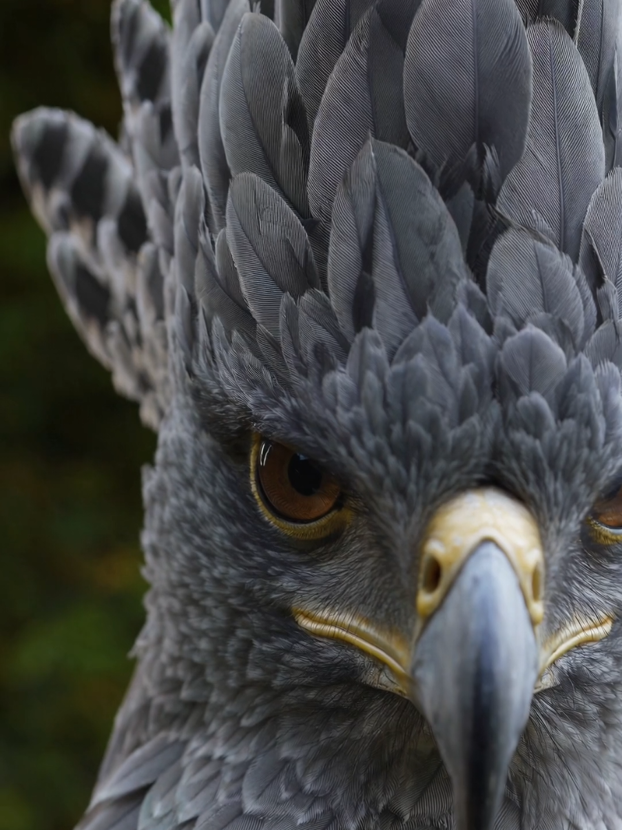 Harpy Eagle ready for battle 💪  #harpyeagle #eagle #evil #battle #predator 