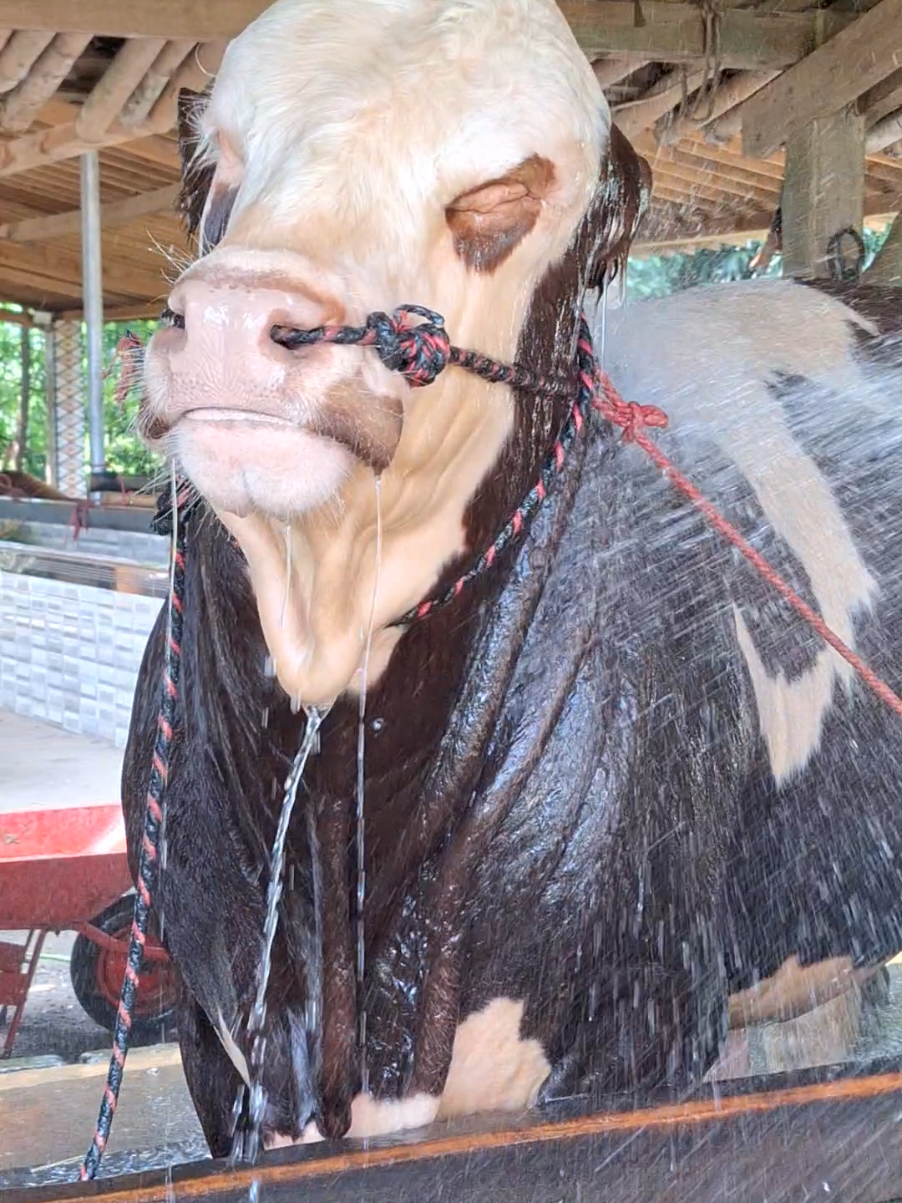 Simental Elit Buat Yang Berduit #bismillah #best #sapi #sapimonster #sapiviral #sapijumbo #simentaldana #lexxie#jelajahternak 