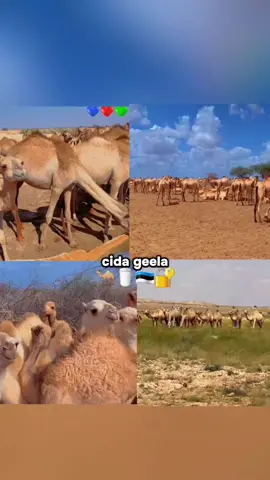 #galjecelsamow❤️🥰 