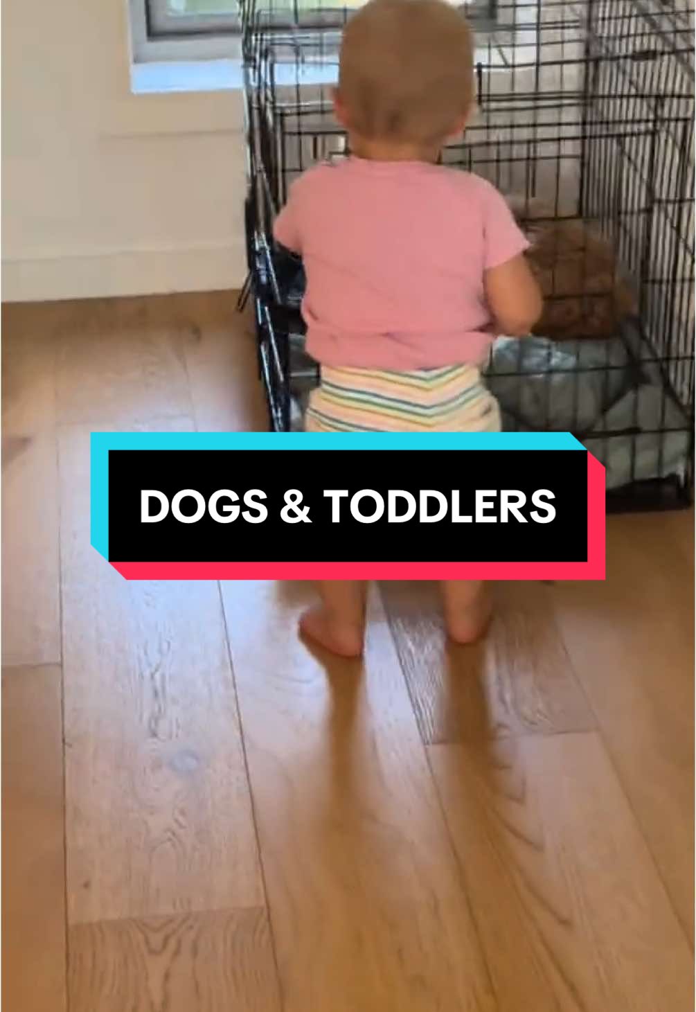 I’m actually a little jealous. I’d love a crate to protect myself from them too 😅  #mumsontiktok #toddlermum #twinmum #babiesanddogs #toddlersanddogs #dogparents #mumtok #mumof3 #mumlife 