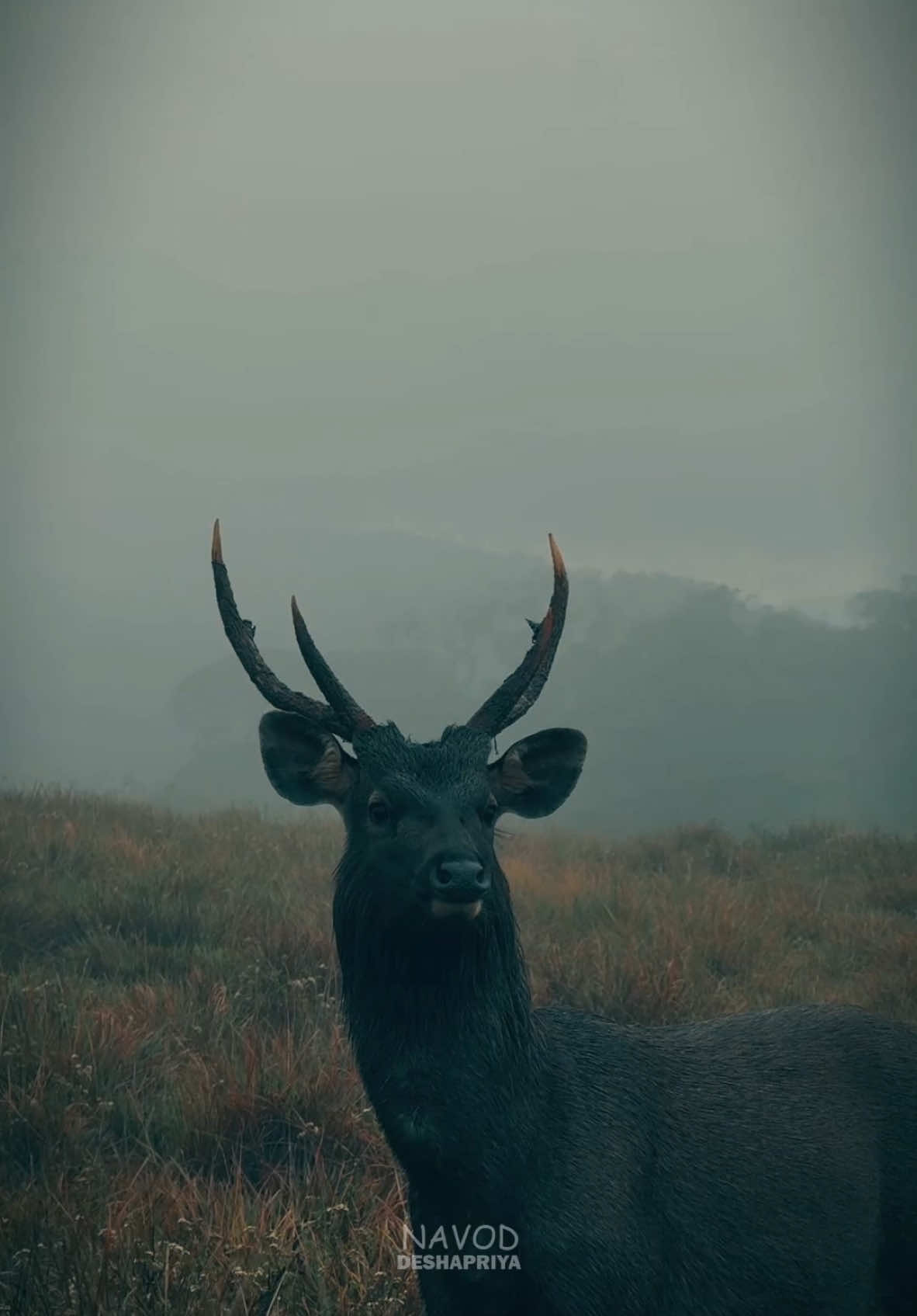 Lost in the beauty of Horton Plains 🌿✨.  #fyp #trending #foryou #srilanka #hortonplains #gloomy 